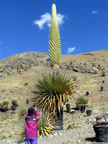 Puya Raimondi